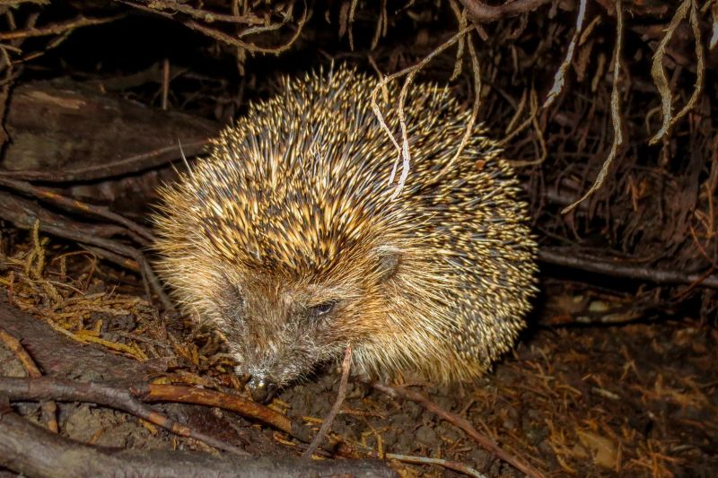 Igel sucht nachts zwischen Laub und Ästen am Boden nach Nahrung, Stacheln im Licht einer Taschenlampe beleuchtet.